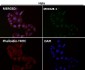 Anti-PMS2 Rabbit Monoclonal Antibody