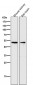 Anti-MMP3 Rabbit Monoclonal Antibody
