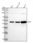 Anti-BMP4 Rabbit Monoclonal Antibody