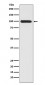 Anti-LRP1/Lrp 1 Cluster Ii Rabbit Monoclonal Antibody