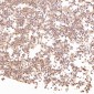 Anti-LRP1/Lrp 1 Cluster Ii Rabbit Monoclonal Antibody