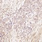 Anti-LRP1/Lrp 1 Cluster Ii Rabbit Monoclonal Antibody