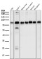 Anti-LRP1/Lrp 1 Cluster Ii Rabbit Monoclonal Antibody