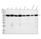 Anti-Raf1 Rabbit Monoclonal Antibody