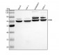 Anti-CD86/B7 2 Rabbit Monoclonal Antibody