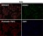 Anti-NOX4 Rabbit Monoclonal Antibody
