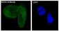 Anti-NOX4 Rabbit Monoclonal Antibody