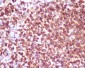 Anti-CD45 PTPRC Rabbit Monoclonal Antibody