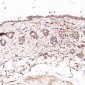 Anti-CD45 PTPRC Rabbit Monoclonal Antibody