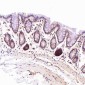 Anti-CD45 PTPRC Rabbit Monoclonal Antibody