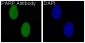 Anti-PARP PARP1 Rabbit Monoclonal Antibody