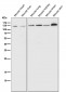 Anti-PARP PARP1 Rabbit Monoclonal Antibody