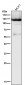 Anti-PARP PARP1 Rabbit Monoclonal Antibody