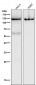 Anti-PARP PARP1 Rabbit Monoclonal Antibody
