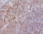 Anti-SHP1 PTPN6 Rabbit Monoclonal Antibody
