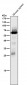 Anti-SHP1 PTPN6 Rabbit Monoclonal Antibody