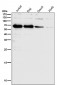 Anti-SHP1 PTPN6 Rabbit Monoclonal Antibody