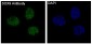 Anti-SOX9 Rabbit Monoclonal Antibody
