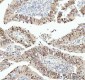 Anti-SOX9 Rabbit Monoclonal Antibody