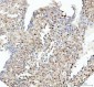 Anti-SOX9 Rabbit Monoclonal Antibody
