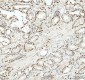 Anti-SOX9 Rabbit Monoclonal Antibody