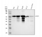 Anti-SOX9 Rabbit Monoclonal Antibody