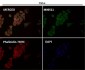 Anti-CDK5 Rabbit Monoclonal Antibody