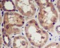 Anti-CDK5 Rabbit Monoclonal Antibody