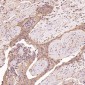 Anti-CDK5 Rabbit Monoclonal Antibody