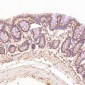Anti-CDK5 Rabbit Monoclonal Antibody