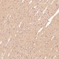 Anti-CDK5 Rabbit Monoclonal Antibody