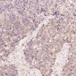Anti-CDK5 Rabbit Monoclonal Antibody
