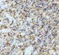 Anti-GFAP Rabbit Monoclonal Antibody