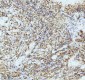 Anti-GFAP Rabbit Monoclonal Antibody