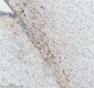 Anti-GFAP Rabbit Monoclonal Antibody