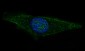 Anti-GFAP Rabbit Monoclonal Antibody