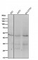 Anti-MEK1 MAP2K1 Rabbit Monoclonal Antibody
