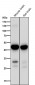 Anti-MEK1 MAP2K1 Rabbit Monoclonal Antibody