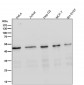 Anti-MEK1 MAP2K1 Rabbit Monoclonal Antibody