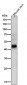 Anti-MEK1 MAP2K1 Rabbit Monoclonal Antibody