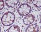 Anti-MLKL Rabbit Monoclonal Antibody