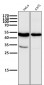 Anti-MLKL Rabbit Monoclonal Antibody