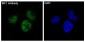 Anti-IRF1 Rabbit Monoclonal Antibody
