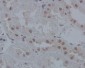 Anti-IRF1 Rabbit Monoclonal Antibody