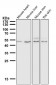 Anti-IRF1 Rabbit Monoclonal Antibody