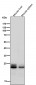 Anti-Rab9 RAB9A Rabbit Monoclonal Antibody