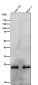 Anti-Rab9 RAB9A Rabbit Monoclonal Antibody