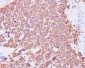 Anti-GFAP Rabbit Monoclonal Antibody