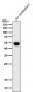 Anti-GFAP Rabbit Monoclonal Antibody