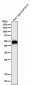 Anti-GFAP Rabbit Monoclonal Antibody